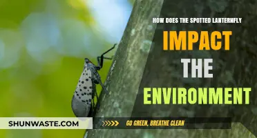Spotted Lanternfly's Environmental Impact: Threats to Ecosystems and Agriculture