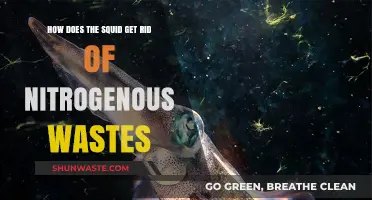 Squid Waste Management: Efficient Nitrogenous Waste Elimination Explained