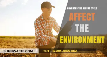 Sulfur Cycle's Impact: Environmental Consequences and Ecosystem Balance Explained