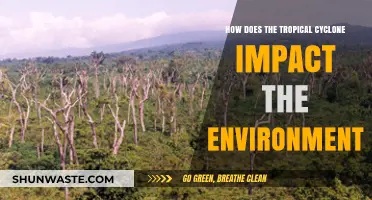 Tropical Cyclones: Environmental Impacts and Long-Term Ecological Consequences