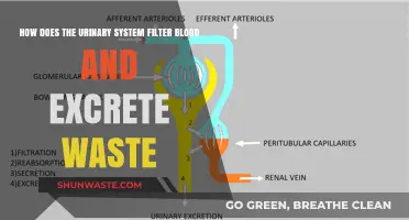 How the Urinary System Filters Blood and Eliminates Waste