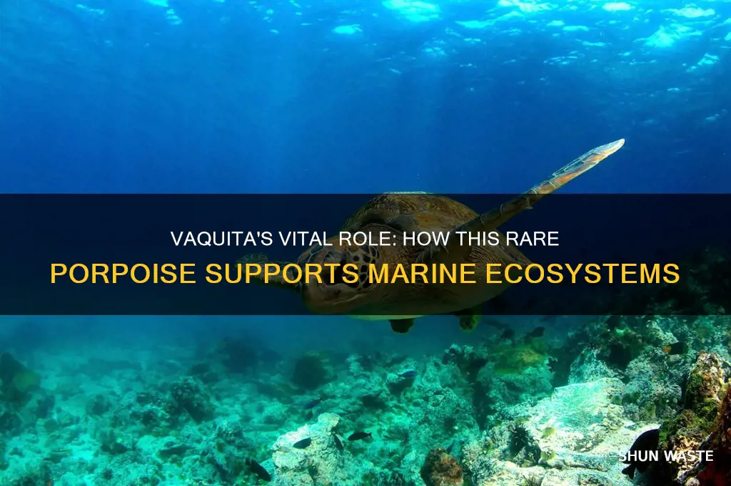how does the vaquita help the environment