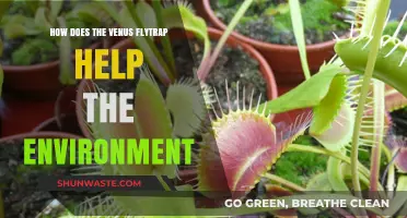Venus Flytraps: Unsung Heroes in Environmental Balance and Biodiversity