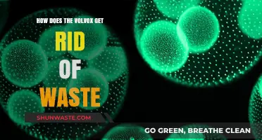Waste Management in Volvox: How This Colonial Algae Eliminates Byproducts