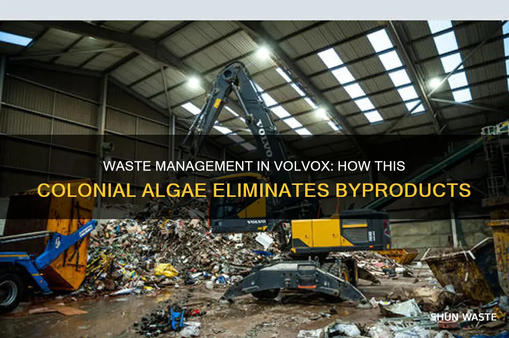 how does the volvox get rid of waste