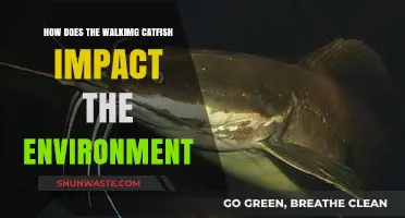 Walking Catfish: Environmental Impacts and Ecosystem Disruption Explained