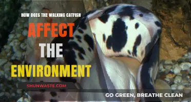 Walking Catfish: Environmental Impacts and Ecosystem Disruption Explained