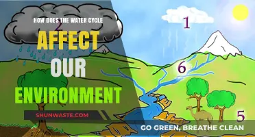 The Water Cycle's Impact: Shaping Ecosystems and Climate Patterns