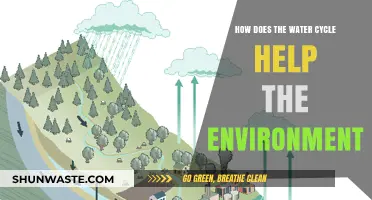 The Water Cycle: Sustaining Ecosystems and Supporting Environmental Balance