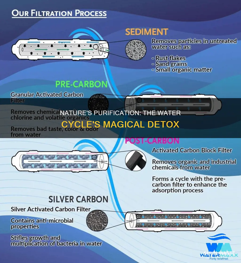 how does the water cycle remove pollutants