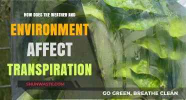 Weather's Impact: How Environment Drives Plant Transpiration Rates