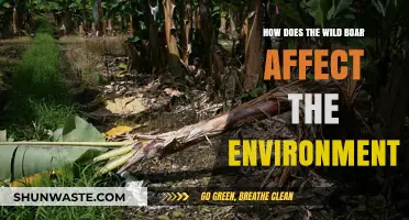 Wild Boar Impact: Environmental Changes and Ecosystem Disruption Explained