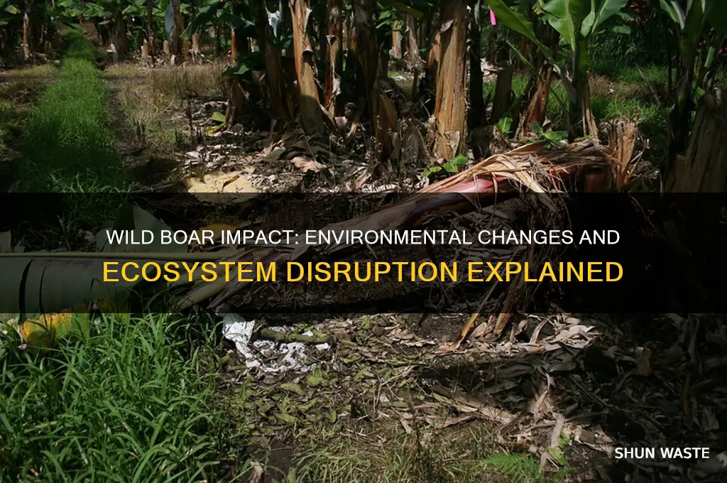 how does the wild boar affect the environment