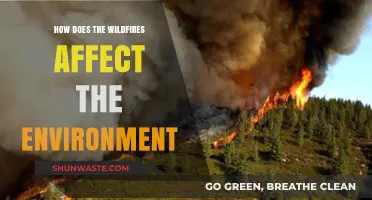 Wildfires' Devastating Impact: Environmental Consequences and Long-Term Effects