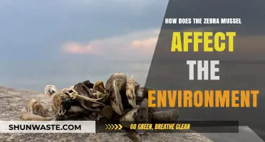 Zebra Mussels: Environmental Impact and Ecosystem Disruption Explained