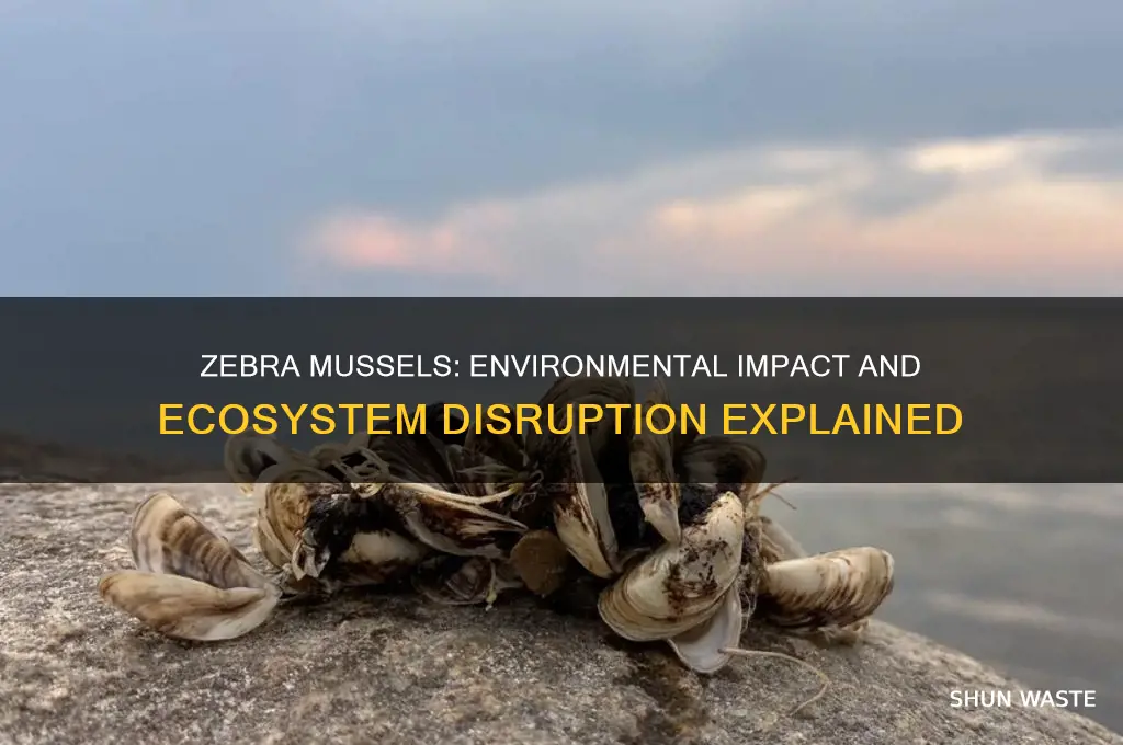 how does the zebra mussel affect the environment