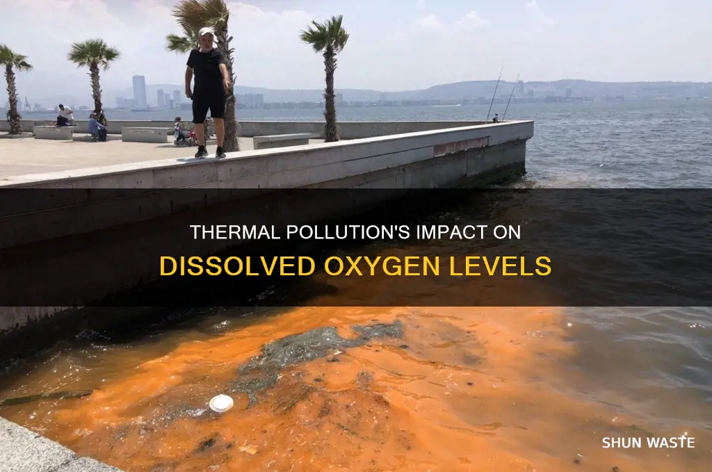 how does thermal pollution affect dissolved oxygen