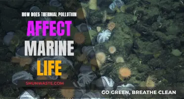 Thermal Pollution's Impact on Marine Life Explained