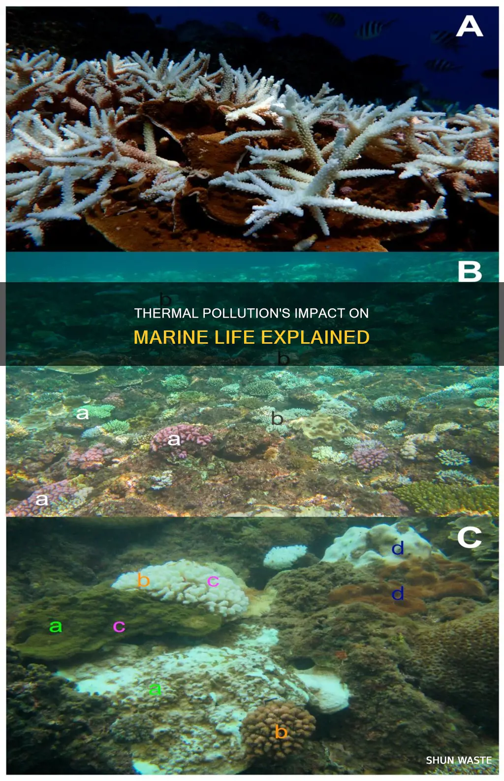 how does thermal pollution affect marine life