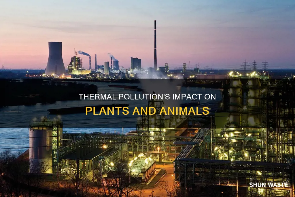 how does thermal pollution affect plants and animals