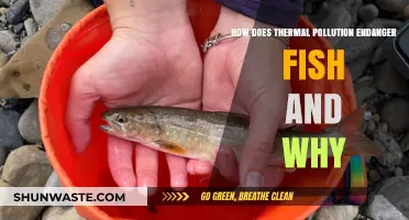 Thermal Pollution: A Lethal Threat to Fish