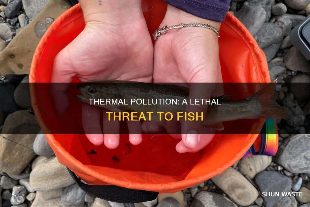 how does thermal pollution endanger fish and why