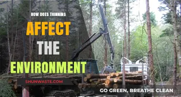 Environmental Impacts of Thinning: Ecosystem Changes and Long-Term Effects