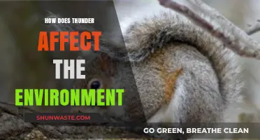 Thunder's Environmental Impact: Exploring Nature's Power on Ecosystems and Wildlife