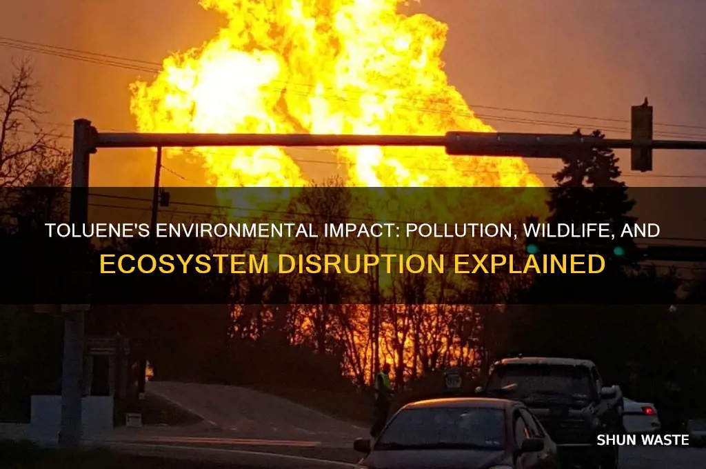 how does toluene affect the environment