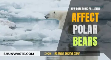 Toxic Pollution: Killing Polar Bears, Destroying Ecosystems