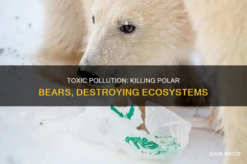 how does toxic pollution affect polar bears