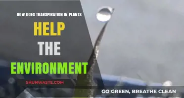 Transpiration's Vital Role: How Plants Cool and Sustain Our Environment