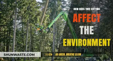 Tree Cutting's Impact: Environmental Consequences and Ecosystem Disruption Explained