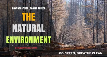Tree Logging's Impact: Environmental Consequences and Ecosystem Disruption Explained