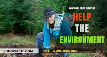 Planting Trees: A Powerful Solution for Environmental Restoration and Sustainability