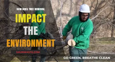 Tree Removal's Environmental Impact: Consequences and Sustainable Alternatives