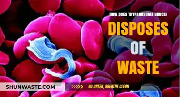Trypanosoma Brucei's Unique Waste Disposal Mechanism Explained