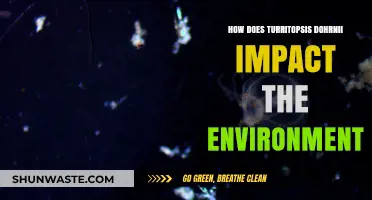 Turritopsis Dohrnii's Environmental Impact: The Immortal Jellyfish's Ecological Role