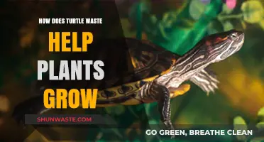Turtle Waste's Surprising Role in Boosting Plant Growth Naturally