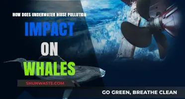 Underwater Noise: Whales in Danger