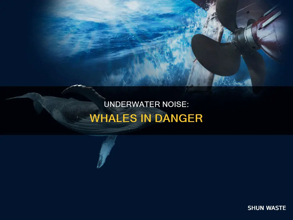 how does underwater noise pollution impact on whales