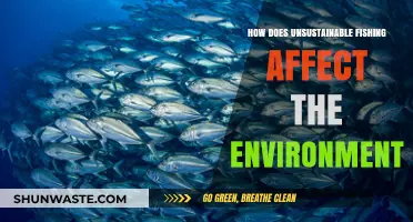Unsustainable Fishing Practices: Devastating Environmental Impacts and Urgent Solutions Needed