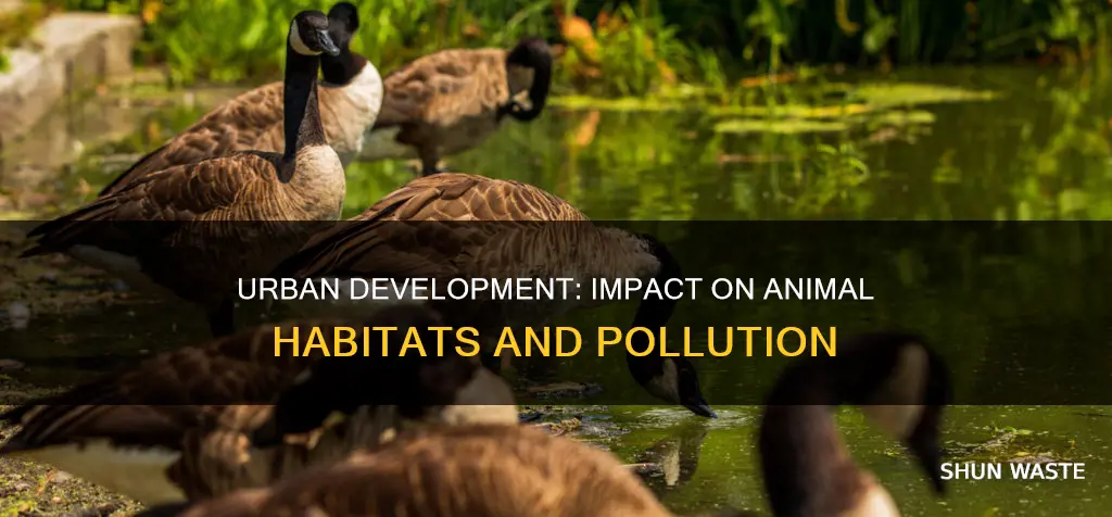 how does urban development affect animal habitats pollution