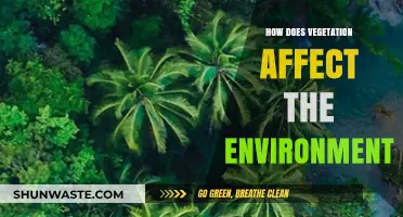 Vegetation's Vital Role: Shaping Ecosystems and Environmental Health