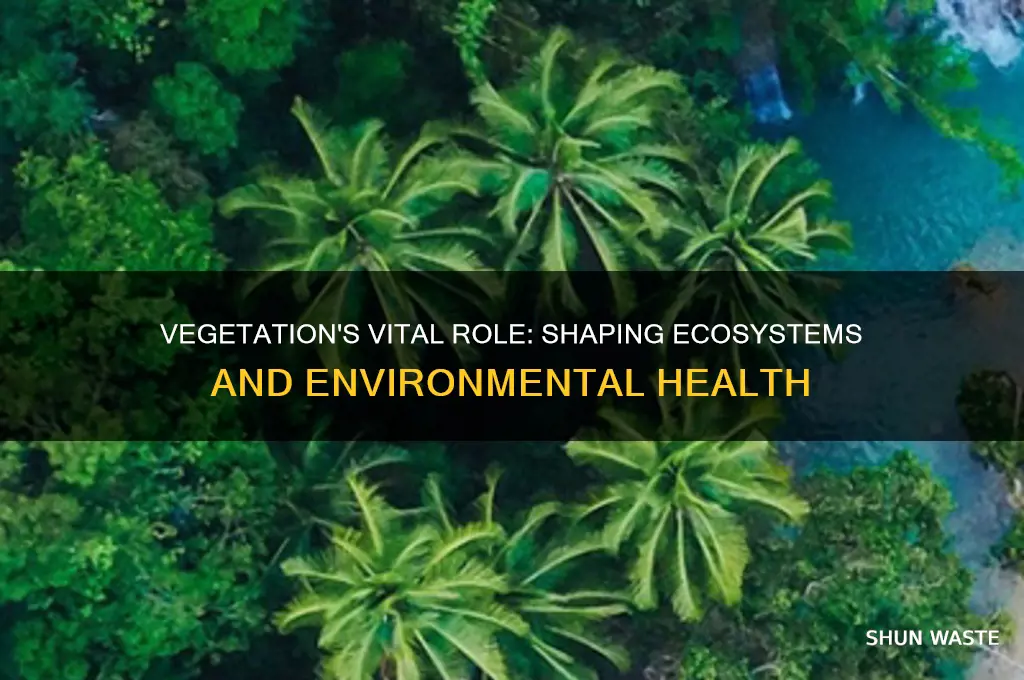 how does vegetation affect the environment