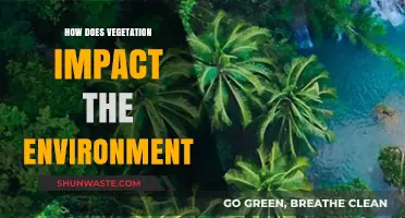 Vegetation's Vital Role: Shaping Ecosystems and Environmental Health