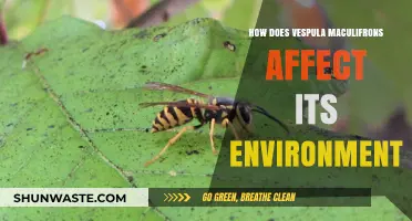 Vespula Maculifrons: Environmental Impacts and Ecological Role Explained
