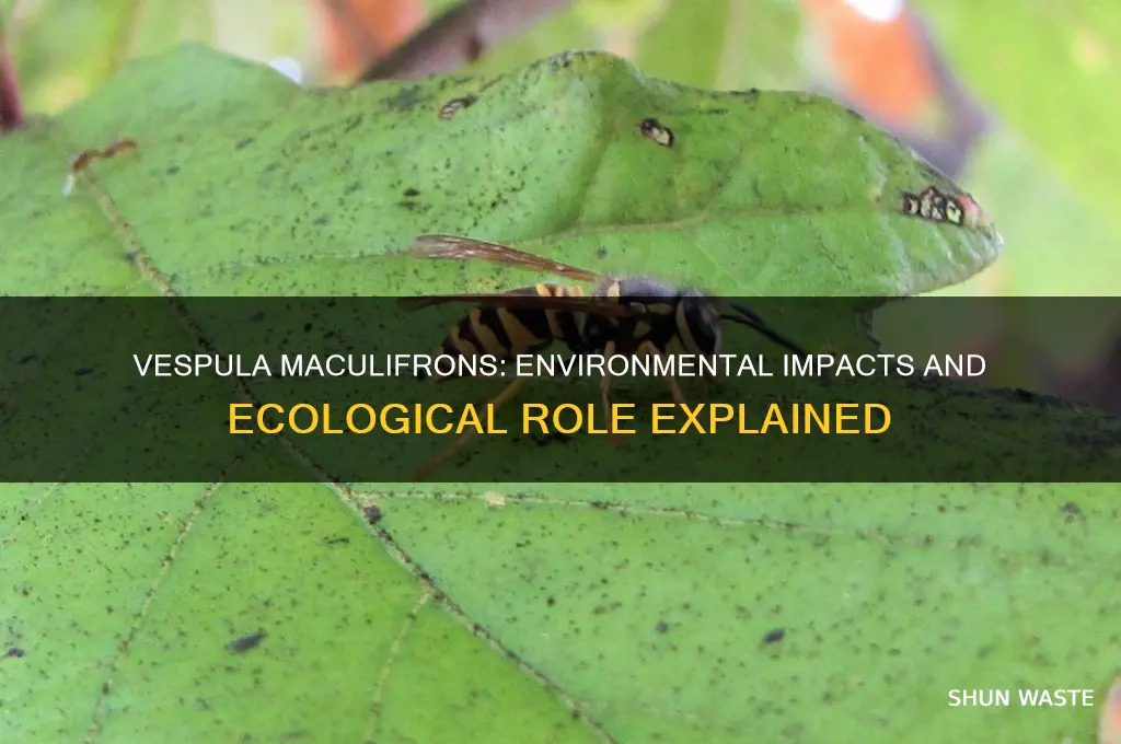 how does vespula maculifrons affect its environment