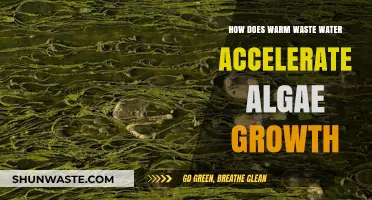 Warm Wastewater's Impact: Accelerating Algae Growth in Aquatic Ecosystems