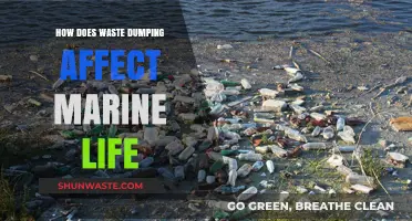 Waste Dumping's Devastating Impact on Marine Ecosystems and Wildlife